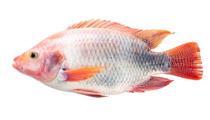 Obraz premium Isolated Red Tilapia Fish on White Background, Close-Up.
