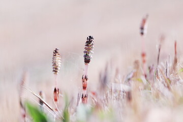 春のつくしんぼ