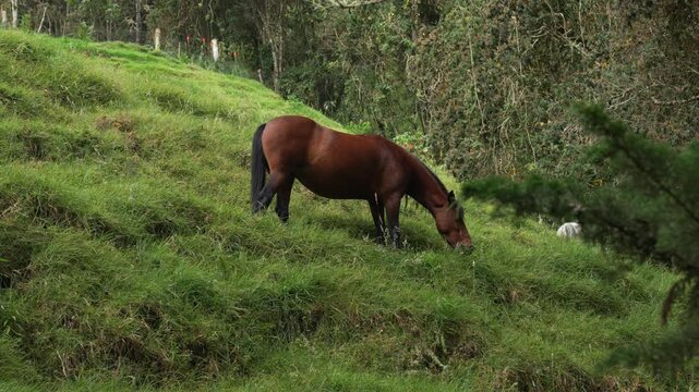 Garrano horse grazing on a grassy hillside in rural Colombia South America