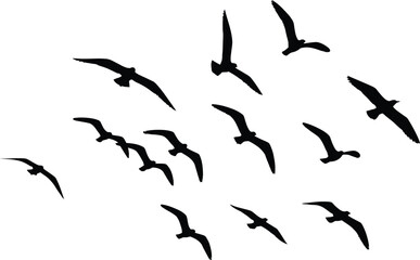 Graceful Flock Silhouette Flight Group Aerial Serenity Wildlife Nature Avian Fly Freedom Air Sky Wildlife Environment Tranquility