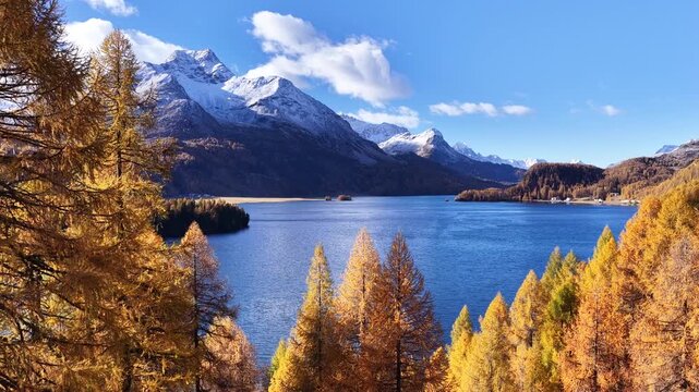 vivid autumn trees framing deep blue waters of lake silvaplana with snowy alpine peaks in the engadin valley switzerland