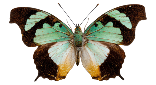 beautiful butterfly with intricate wing patterns on transparent background