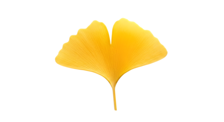 Single vibrant yellow ginkgo biloba leaf isolated on transparent background
