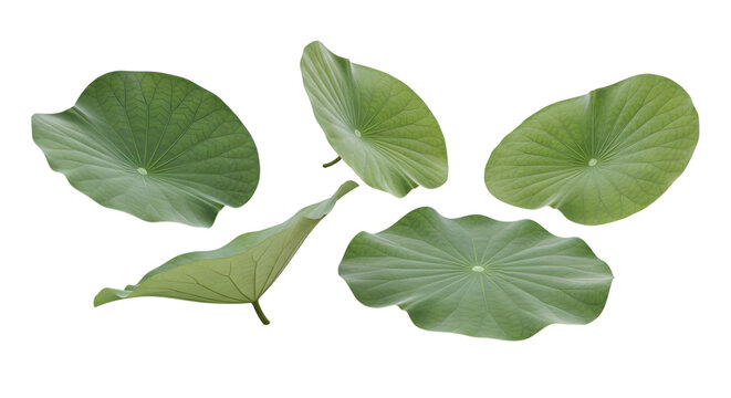Five fresh green lotus leaves scattered on a transparent background isolated on transparent background