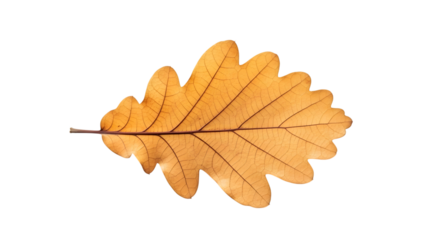 A single dried oak leaf with intricate veins isolated on transparent background