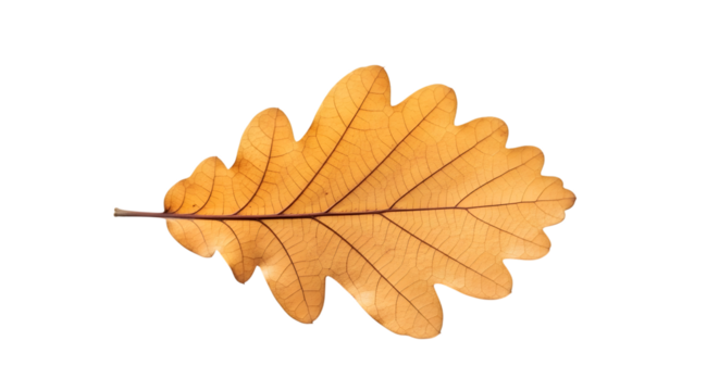 A single dried oak leaf with intricate veins isolated on transparent background