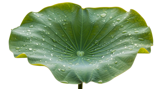Close up of a vibrant green lotus leaf with water droplets isolated on transparent background