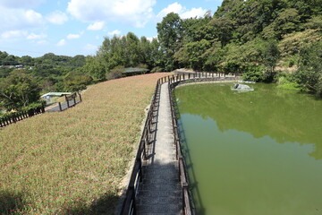台湾　樟樹歩道と池