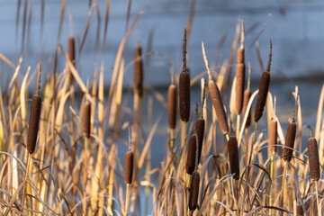 Sunlit cattails sway before a cool backdrop. Mature brown seed heads mark late-season wetland life.