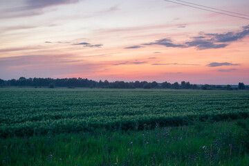 fields bathed in evening twilight, vast cultivated land with calm dusk ambiance and green rows