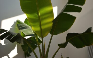 Lush banana plant leaves capturing sunlight and casting shadows indoors