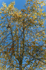 Tall sweetgum crowned with yellowing leaves and pods. Clear sky emphasizes its graceful form.
