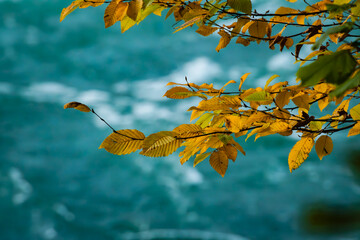 autumn leaves on the tree