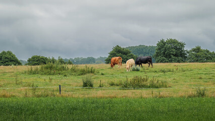 Cows in a pasture on a cloudy day surrounded by greenery. Blurred background. Beautiful rural landscape. Blurred background.