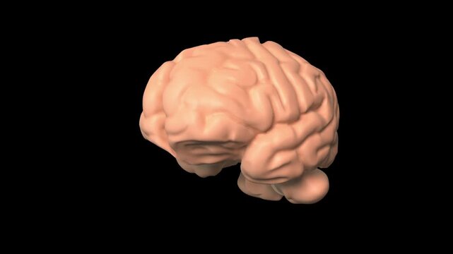 Epilepsy, Seizures, neurological disorders, abnormal neuronal discharges in the brain, brainwave disorders, cerebrovascular diseases, human brain structure and anatomy, medical 3D animation.