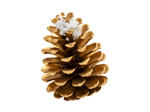 A single golden pine cone with white snow accents isolated on transparent background