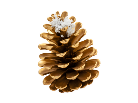 A single golden pine cone with white snow accents isolated on transparent background
