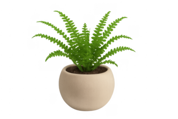Green fern houseplant in rounded pot on transparent background