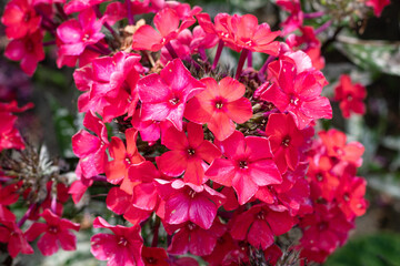 Fragrant bright red phlox close-up