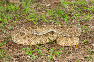 A beautiful western diamondback rattlesnake (Crotalus atrox), also known as a Texas diamond-back rattlesnake, adobe snake, and buzz tail. A highly venomous snake native to North America