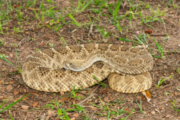 A beautiful western diamondback rattlesnake (Crotalus atrox), also known as a Texas diamond-back rattlesnake, adobe snake, and buzz tail. A highly venomous snake native to North America