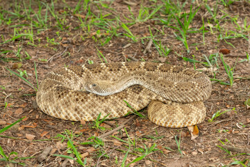 A beautiful western diamondback rattlesnake (Crotalus atrox), also known as a Texas diamond-back rattlesnake, adobe snake, and buzz tail. A highly venomous snake native to North America