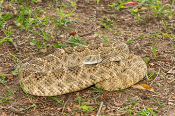 A beautiful western diamondback rattlesnake (Crotalus atrox), also known as a Texas diamond-back rattlesnake, adobe snake, and buzz tail. A highly venomous snake native to North America