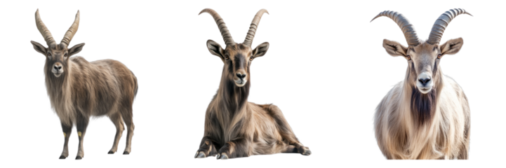 Three ibex in different poses, showcasing their impressive horns and natural grace