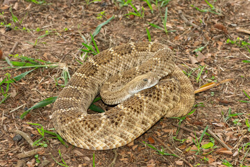 A beautiful western diamondback rattlesnake (Crotalus atrox), also known as a Texas diamond-back...
