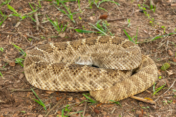 A beautiful western diamondback rattlesnake (Crotalus atrox), also known as a Texas diamond-back rattlesnake, adobe snake, and buzz tail. A highly venomous snake native to North America