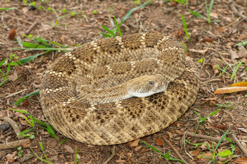 A beautiful western diamondback rattlesnake (Crotalus atrox), also known as a Texas diamond-back...