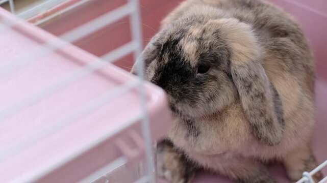 Close-up of a domestic rabbit resting inside its cage with food nearby. The candid scene reflects comfort and safety, showing how animals depend on humans for well-being and security.