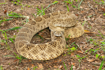 A beautiful western diamondback rattlesnake (Crotalus atrox), also known as a Texas diamond-back rattlesnake, adobe snake, and buzz tail. A highly venomous snake native to North America