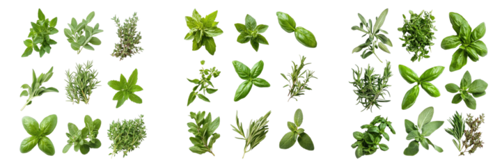 A collage of various fresh green herbs displayed with details, offering a visual array of different leaf variations. The vibrant green color of the herbs is contrasted.