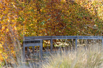 A weathered bench curves along a hedge glowing with autumn leaves. Tall grasses blur the peaceful garden corner.