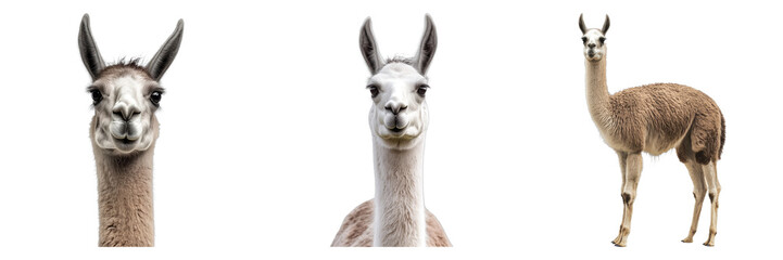 Fototapeta premium Three different views of the elegant llama posing confidently, showcasing its unique features 