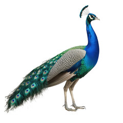 Fototapeta premium A peacock displaying its stunning feathers in full plumage. a mix of iridescent blues and greens. set against a plain white background. ideal for nature-themed projects