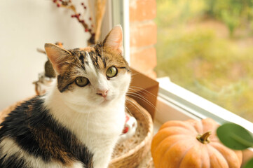 Autumn photo with a cat on the windowsill.
