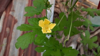 The flowers of the bitter melon plant bloom in the garden. Also known as Momordica charantia, cerassee, goya, bitter apple, bitter gourd, bitter squash, balsam-pear, karela, karavila, peria, pare.