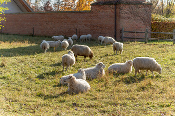 A flock spreads across a meadow beside a brick wall. Some lie ruminating while others graze.