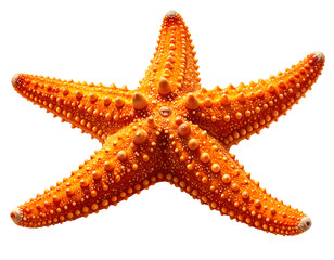 Bright Orange Starfish on Natural Sand Surface