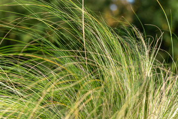 Fine ornamental grass sweeps in the breeze. Curving blades create a soft abstract.