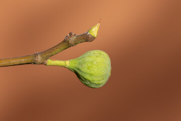 Close-up of a single unripe fig beside a pointed bud on a woody twig. Smooth brown background highlights the texture and shape.
