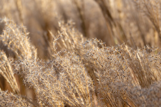 Feathery seed heads of grass in fine detail. Backlit strands form a soft, airy pattern.
