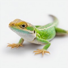Fototapeta premium Colorful lizard resting on a light surface in a well-lit indoor setting in a close-up view