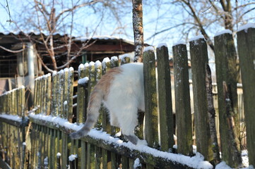 Winter photo with a cat in nature.
