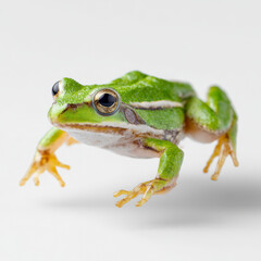 Obraz premium Close-Up Of A Bright Green Tree Frog Jumping Toward The Camera In A Clean White Background