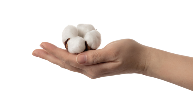 Hand gently holding a cotton ball, showcasing softness and purity . Isolated on transparent background, png