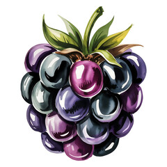 blackberry Fresh fruit watercolor illustration with vibrant leaves