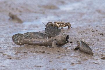 威嚇し合うムツゴロウ